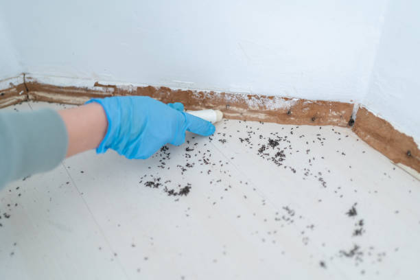 Best Flea Control Services  in Middlefield, OH